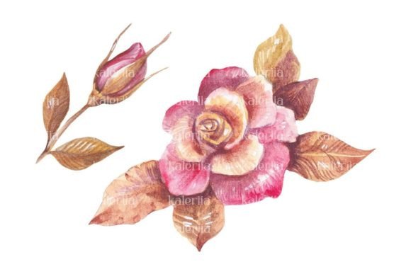 Golden Tea Rose Illustrations for Editorial Design