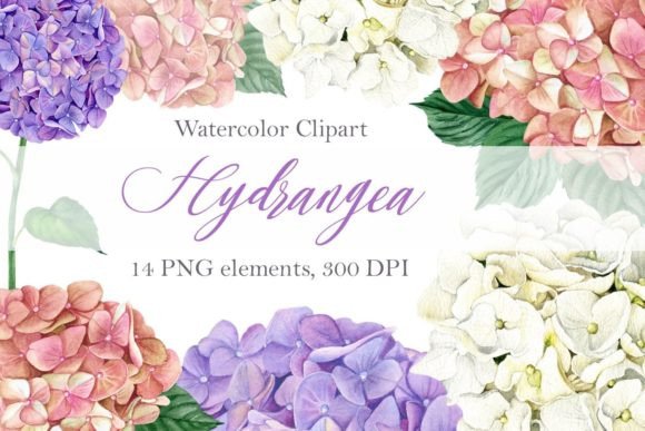 Hydrangea Blue White Pink Watercolor Set Illustrations