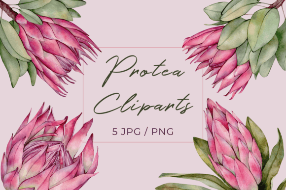 Pink Watercolor Protea Flower Cliparts for Crafters & Etsy Sellers