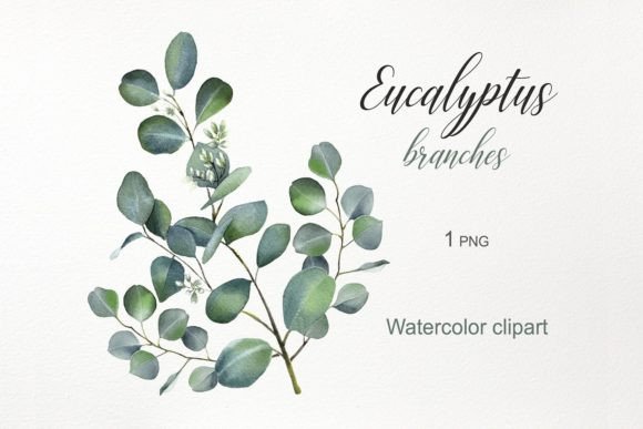 Watercolor Flowers Eucalyptus Clipart Illustrations