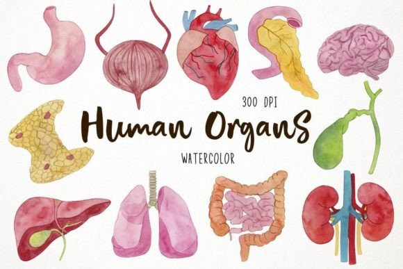 Watercolor Human Organs Clipart for Embroidery