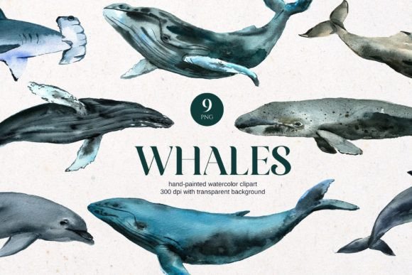 Watercolor Whale Dolphins Shark Illustrations Review