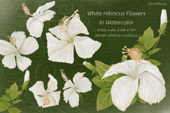 White Hibiscus Flowers in Watercolor: A Stitch Test