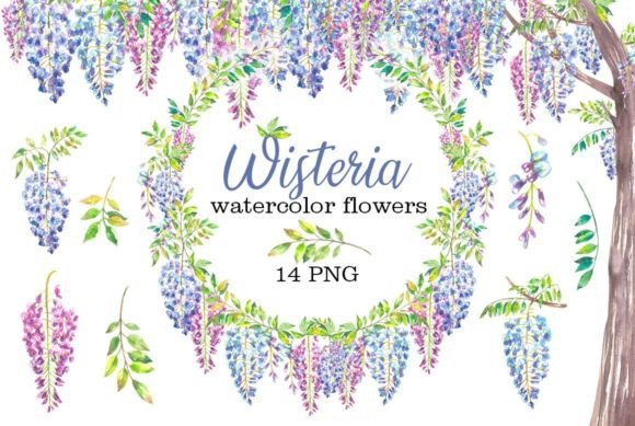 Wisteria Watercolor Flowers Illustrations Review